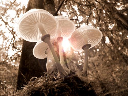 forest-mushrooms-nature-autumn-361186