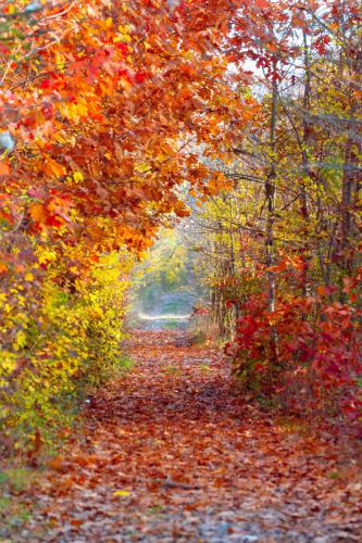 forest-fall-red-trail-20181024a2133 FPX