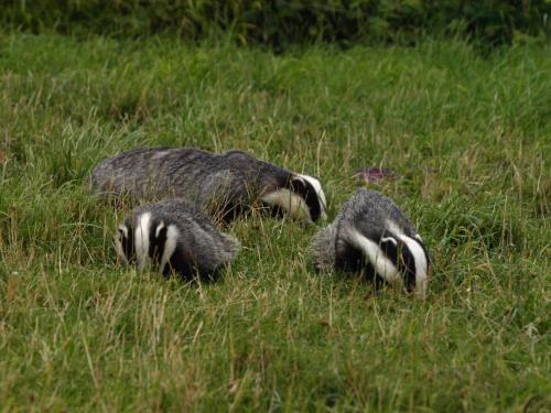 badgers-3790321_1920